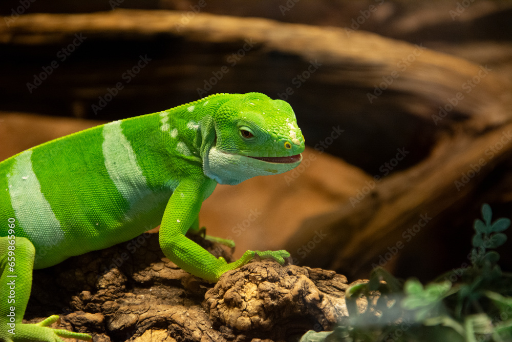 Fototapeta premium Green lizard on tree closeup detail