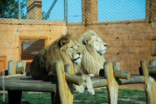 Lion in Zoo detail animal