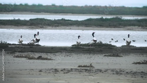 Wetlands, waders stop-over. A flock of shelducks (Tadorna tadorna) on salty marches (salina), at breeding time in breeding plumage. Fodder hypersaline lake with an abundance of brine shrimp (Anemia). photo