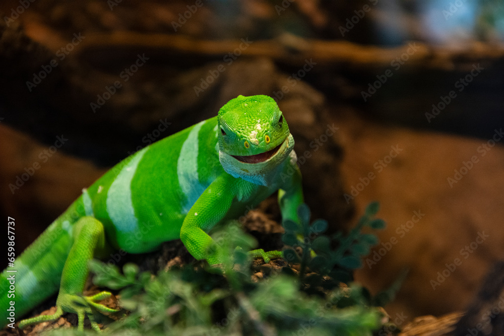 Fototapeta premium Green lizard on tree closeup detail