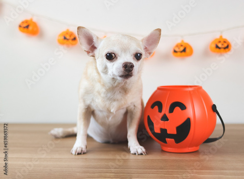 brown short hair chihuahua dog sitting  on wooden floor with halloween  bucket and pumpkins decoration on white wall background. looking at camera.