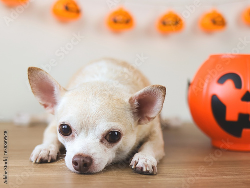  brown short hair chihuahua dog lying down on wooden floor with halloween bucket and halloween pumpkins decoration on white wall background. looking at camera.