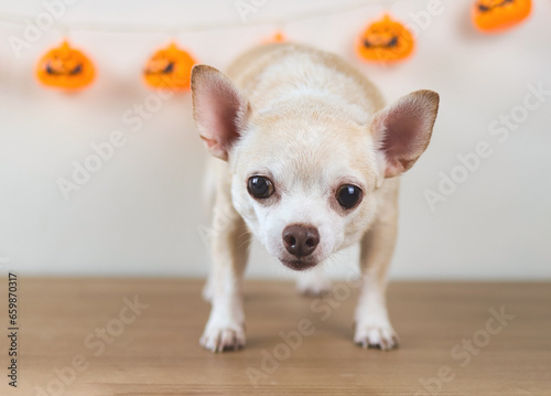 brown short hair chihuahua dog standing on wooden floor with halloween pumpkin decoration on white wall background. looking at camera.