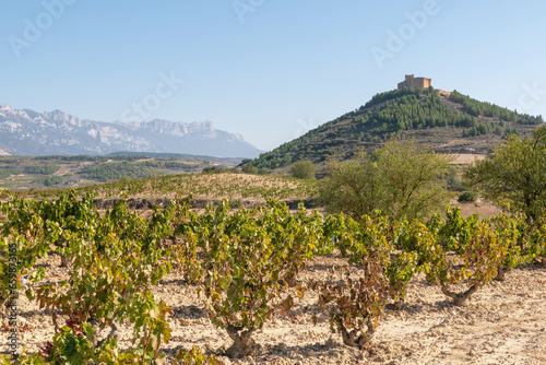 Vineyards in the Rioja Alta next to the Davalillo Castle