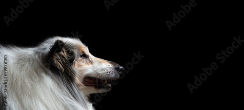 old tricolor rough collie dog profile head portrait on a black background in the studio