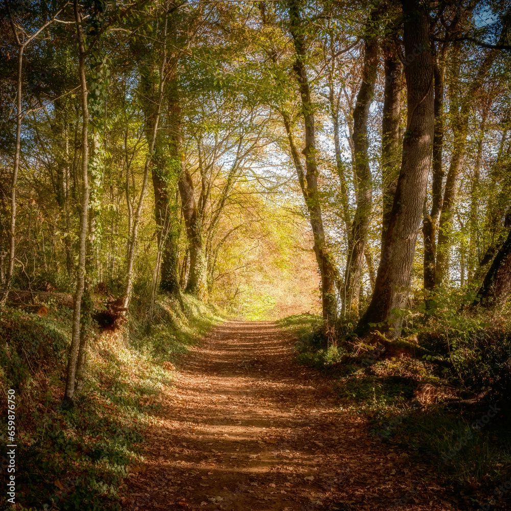 A woodland path through a forest in the Dordogne region of France with autumnal foliage A woodland path through a forest in the Dordogne region of France with autumnal foliage