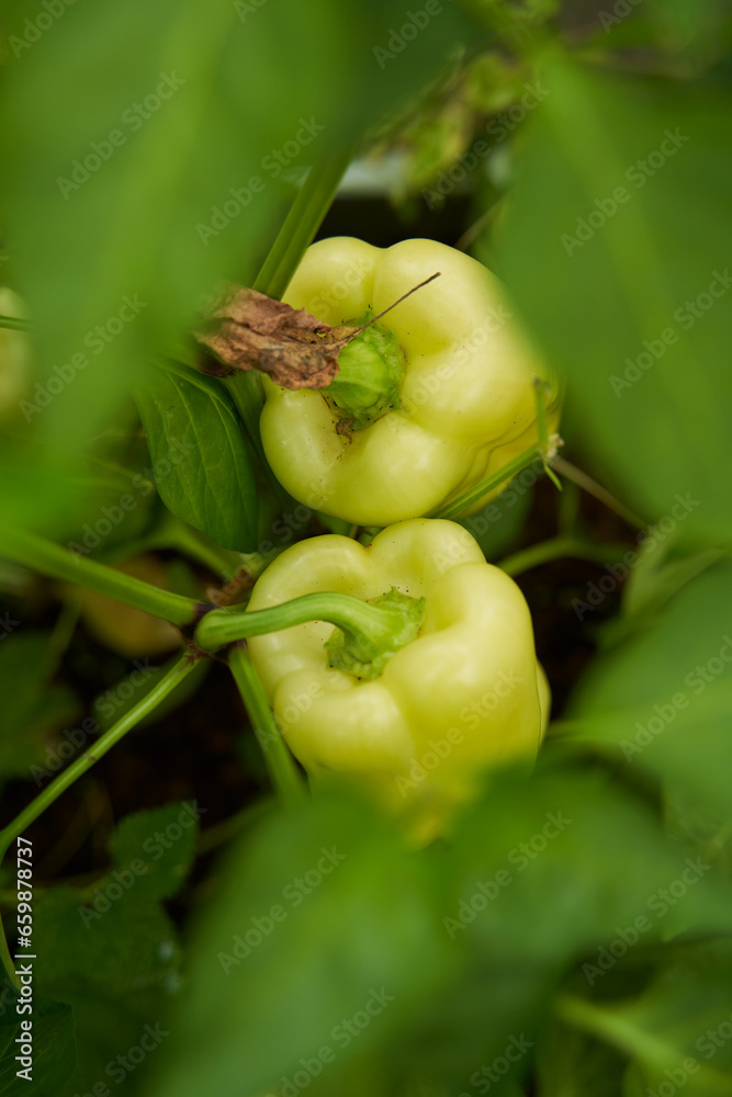 Fototapeta premium Green peppers grown in a greenhouse. Farm for growing vegetables.