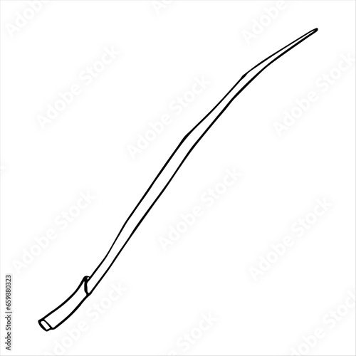 Young green onion isolated on white background. Watercolor illustration. For product design, packaging, cuisine, ingredient and condiment.