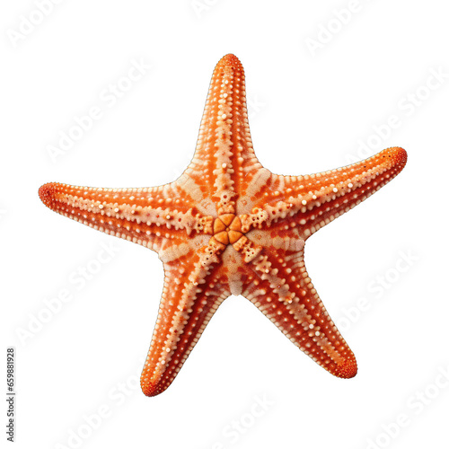 Starfish isolated on transparent background