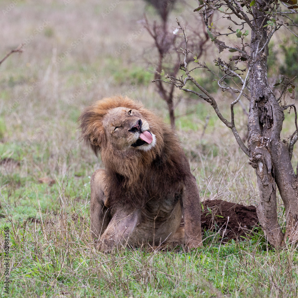 Naklejka premium massive male lion with a Black mane