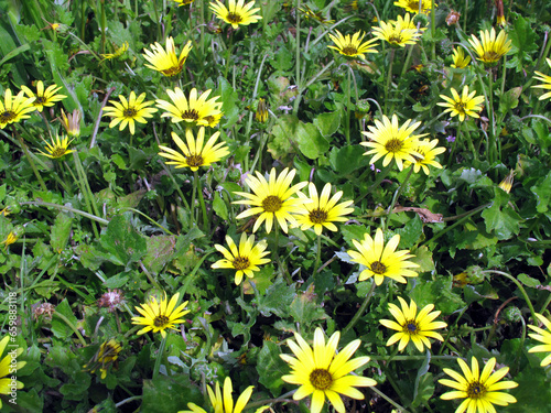 Flowers of the invasive cap...