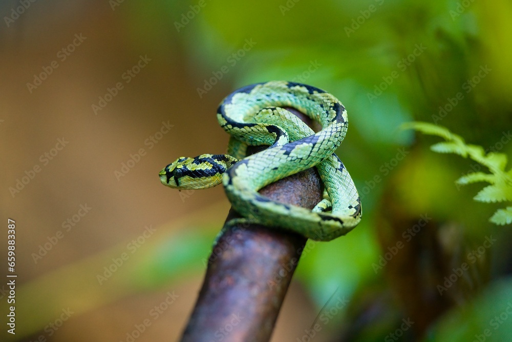 Foto de Sri Lankan Green Pit Viper Trimeresurus trigonocephalus at