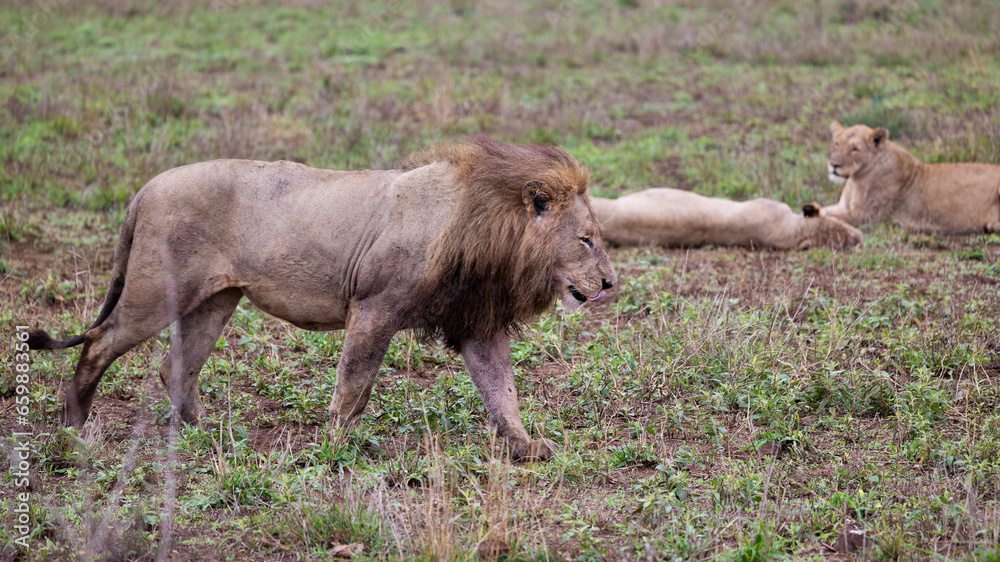 massive male lion on the move