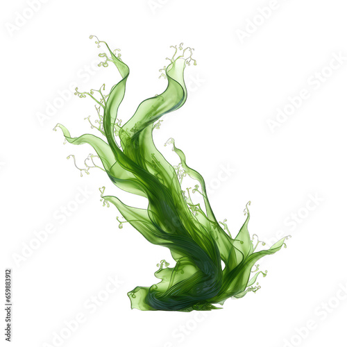 Laminaria (kelp) seaweed isolated on transparent background