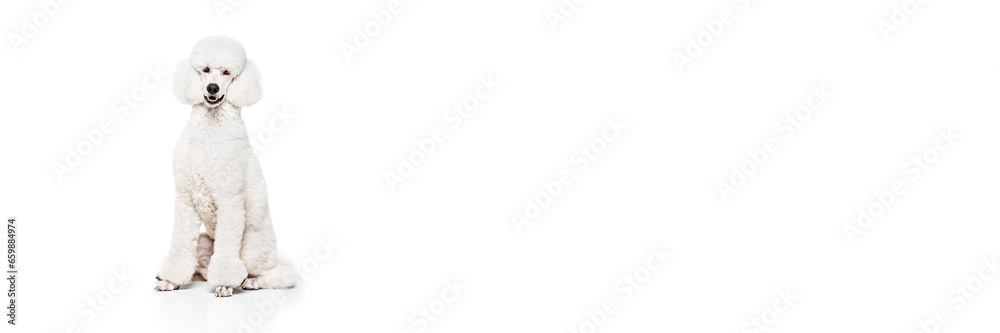 Obraz premium Beautiful purebred dog, white poodle calmly sitting and smiling isolated on white studio background. Concept of domestic animals, beauty, pet friend, grooming, vet care. Copy space for ad. Banner