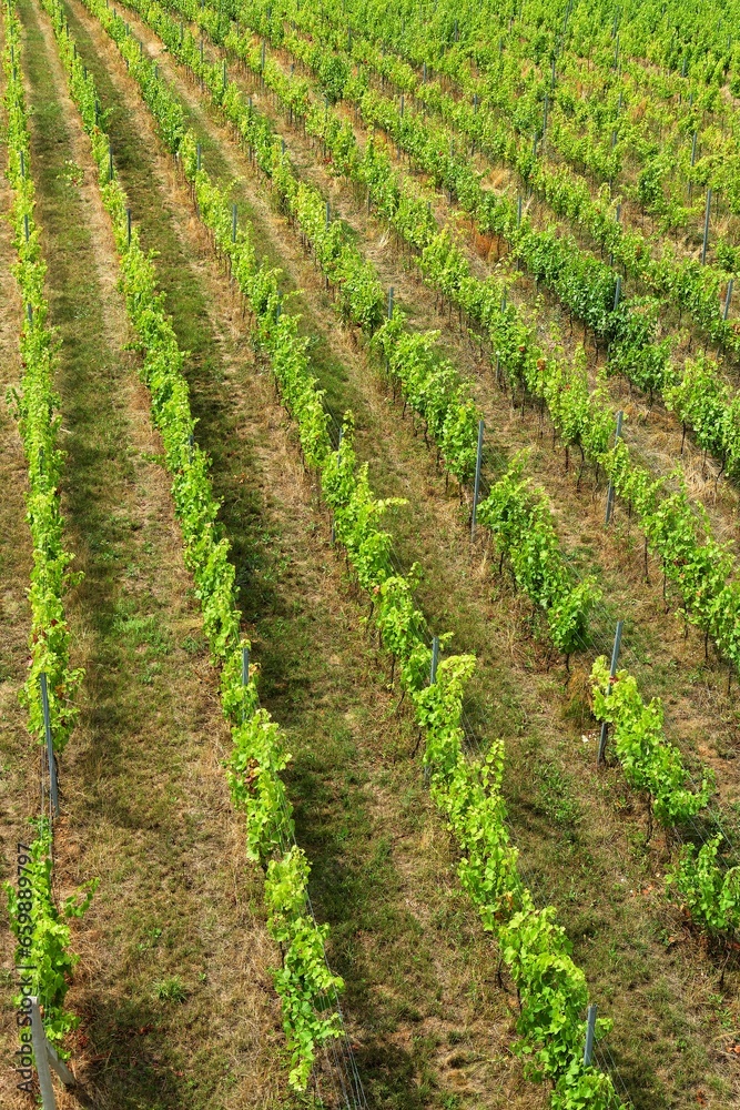 Rows of vines in summer near Modra. Czechia. 