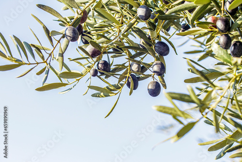 black olive branches on blue sky background