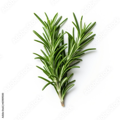 Rosemary on a white background. 