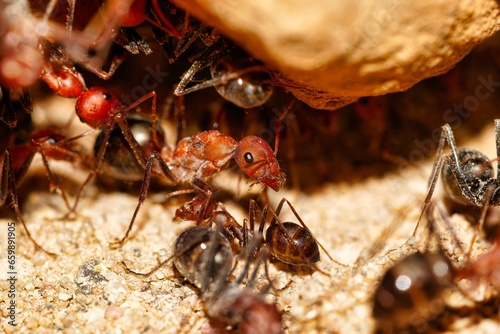 Königin der Wüstenameise Cataglyphis velox mit ihren Arbeiterinnen.