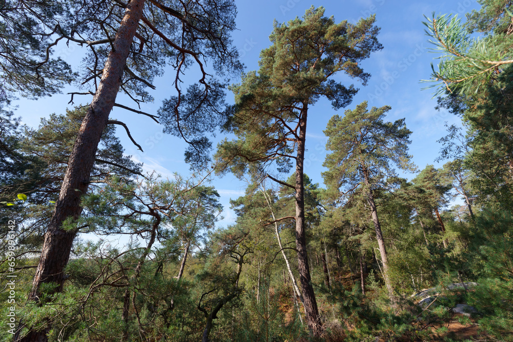Fototapeta premium Forest path in Ermenonville forest. Oise-Pays-de-France Regional Nature park
