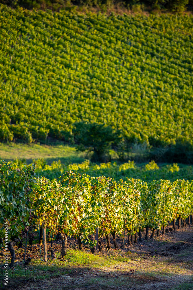 Vignoble en France, viticulture dans les vignes pendant les vendange d'automne.