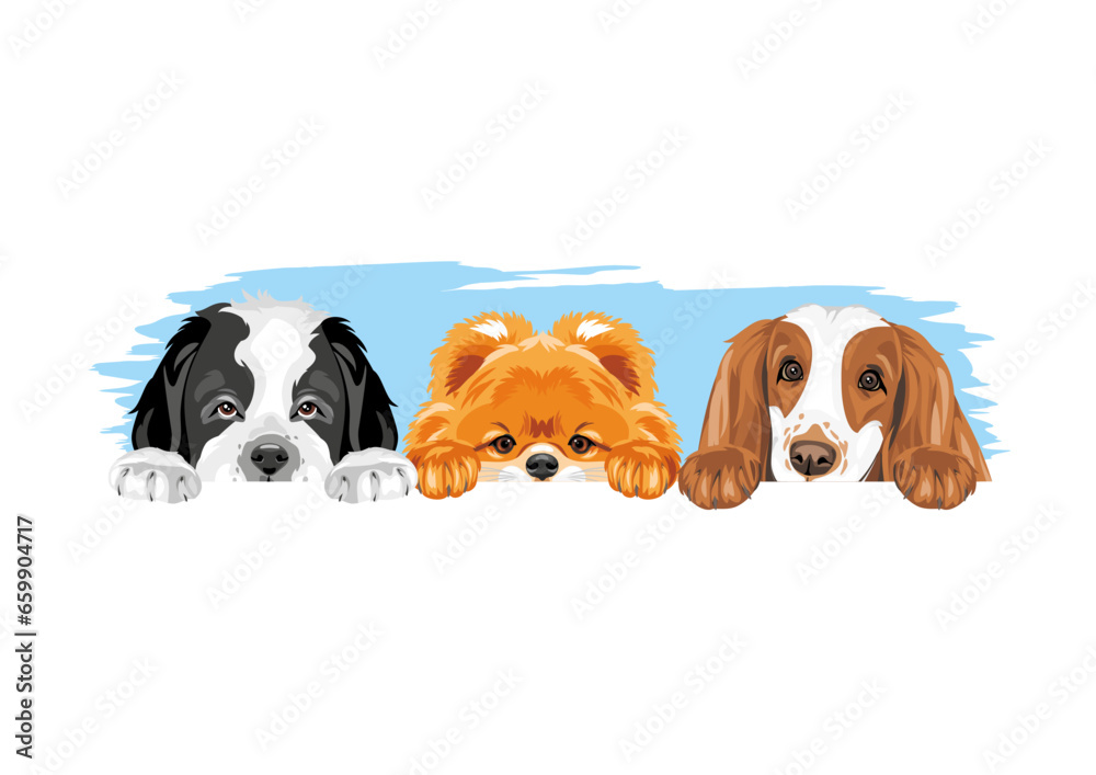 Saint Bernard dog, Pomeranian dog and Cocker Spaniel are best friends