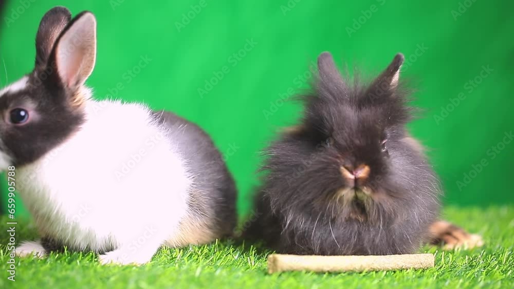 Beautiful rabbits on a green background with copy space. The hare ...