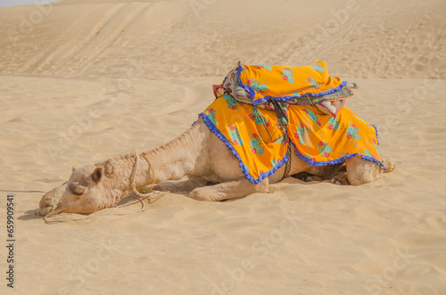 Sleeping camel at Sam sand dunes, Jaisalmer, Rajasthan, India. photo