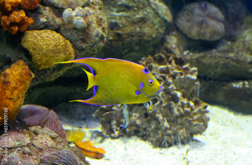 Queen angelfish or Holacanthus ciliaris