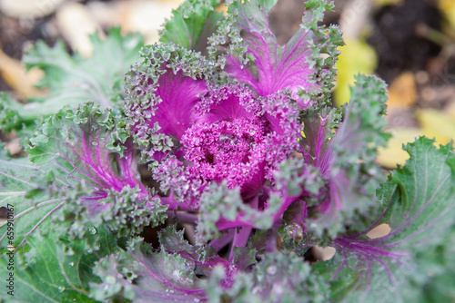 Brassica oleracea used as winter ornamental plant photo