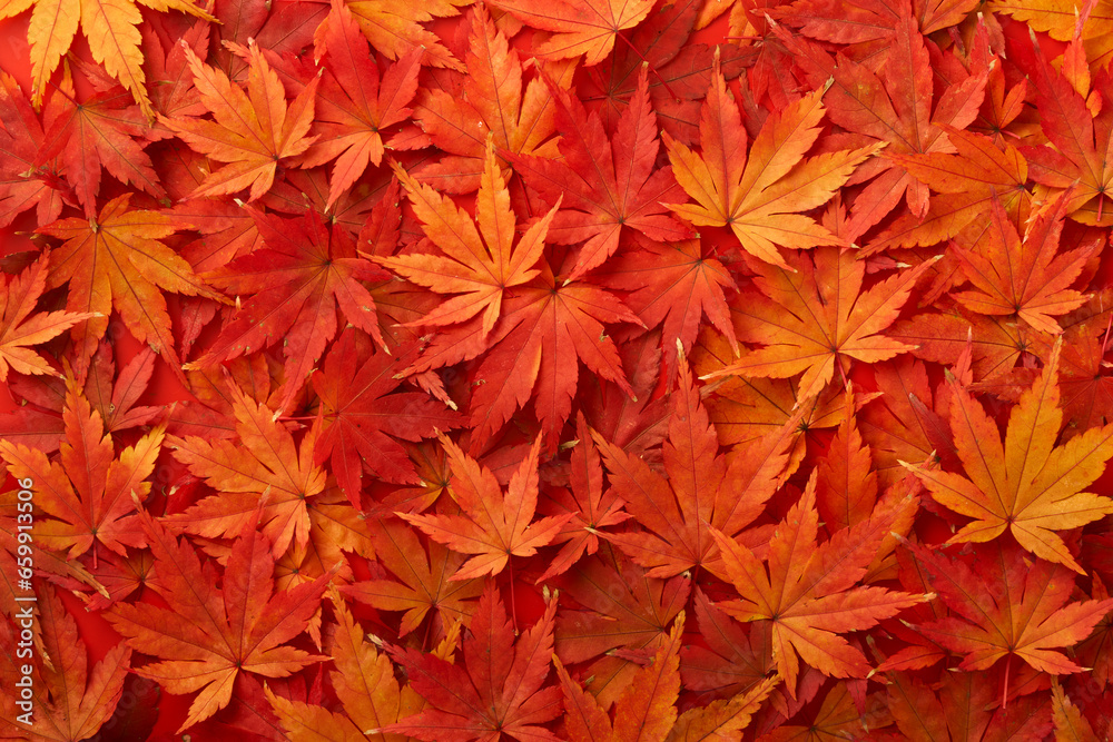 敷き詰められた紅葉したもみじの葉 敷き詰められた紅葉したもみじの葉