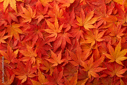 敷き詰められた紅葉したもみじの葉