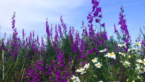 Blue wild field. Secondary steppe on the Kerch peninsula, Crimea overgrown with forking larkspur (Delphinium consolida) photo