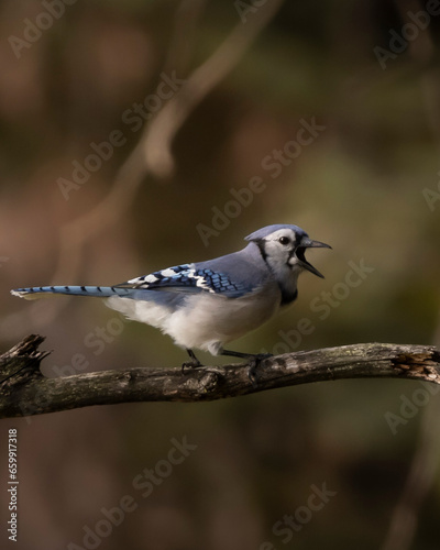 blue jay perched on a branch © Jessika