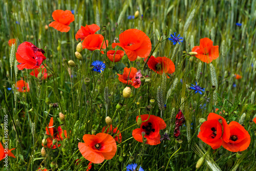 Natural field of cereals, grasses, poppies and cornflowers