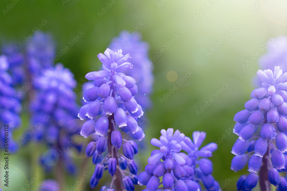 Beautiful blue flowers. Natural background. Close-up. Selective focus. Beautiful blue flowers. Natural background. Close-up. Selective focus.
