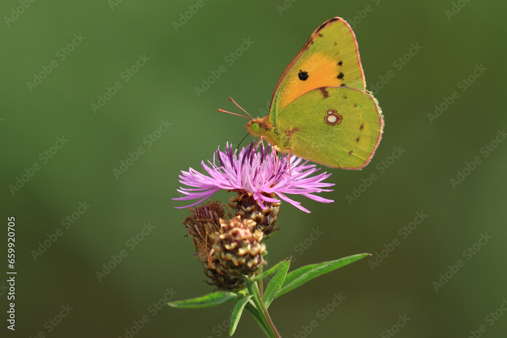 Clouded Yellow, beautiful butterfly on pink flower Clouded Yellow, beautiful butterfly on pink flower