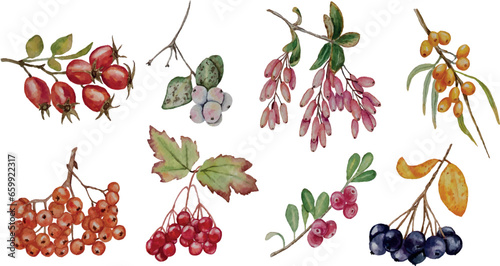 set of berries