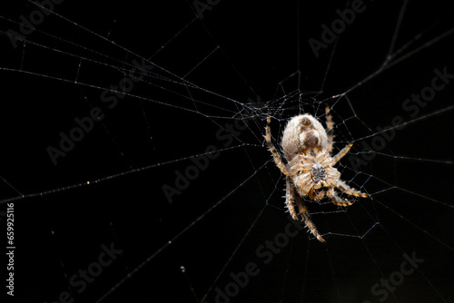 Spider on black background close up. Orb Weaver on its web in the dark macrophotograph. Garden spider. 