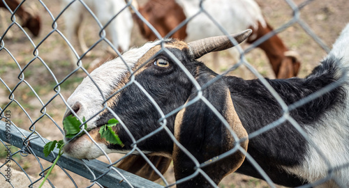 Close-up shot of goats grazing on farm with iron mesh fence