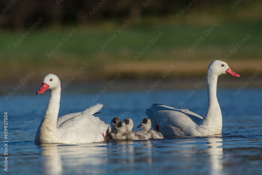 Coscoroba swan with cygnets swimming in a lagoon , La Pampa Province, Patagonia, Argentina. Coscoroba swan with cygnets swimming in a lagoon , La Pampa Province, Patagonia, Argentina.