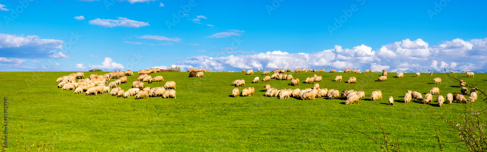 Obraz premium sheep graze on the spring green grass with Romanian Fagaras mountains in the background