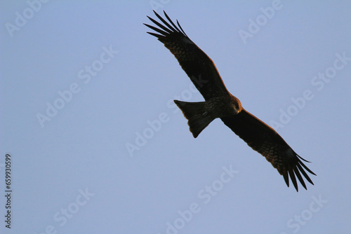 an eagle at sai kung at winter