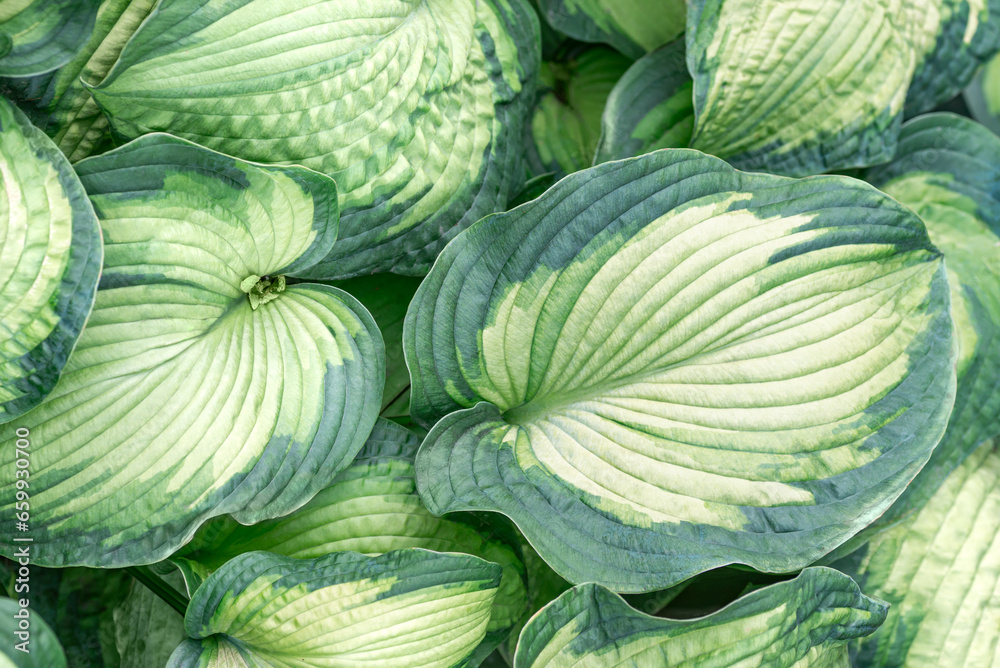 Background texture of hosta leaves Background texture of hosta leaves