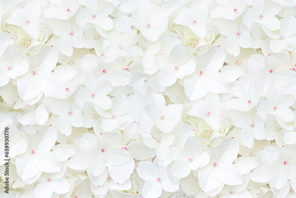 Decorative background with white hydrangea flowers