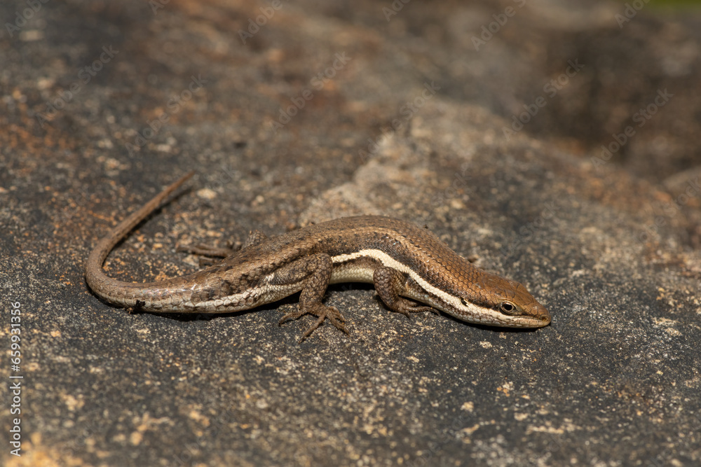 A beautiful Variable Skink (Mabuya varia) on a rock in the Drakensberg Mountain Range, South Africa A beautiful Variable Skink (Mabuya varia) on a rock in the Drakensberg Mountain Range, South Africa