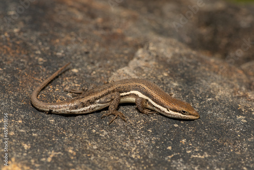 A beautiful Variable Skink (Mabuya varia) on a rock in the Drakensberg Mountain Range, South Africa