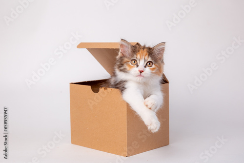 Funny kitten in a cardboard box, isolated on a white background with a place for text. cute kitten cat looks out with paws from a food delivery box. A cat joke in a gift box.