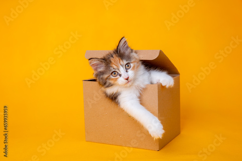 Funny kitten in a cardboard box, isolated on a colored yellow background with a place for text. cute kitten cat looks out with paws from a food delivery box. A cat joke in a gift box,  photo