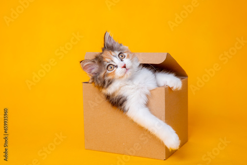 Funny kitten in a cardboard box, isolated on a colored yellow background with a place for text. cute kitten cat looks out with paws from a food delivery box. A cat joke in a gift box, 